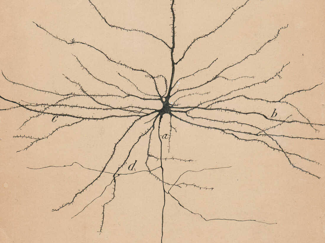 RamonyCajal!